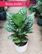 Aglaonema Amazon Silver, Aglonema Amazon Silver popularne rośliny doniczkowe sklep online