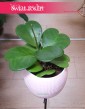 Hoya Kerrii, Hoja Kerrii, Hoya Hearts, Woskownica, rośliny doniczkowe sklep internetowy online