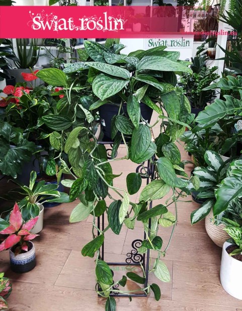 Duży Scindapsus Marble Planet, Wielkie Epipremnum Pinnatum Marble Planet, Wielka Monstera Karstenianum