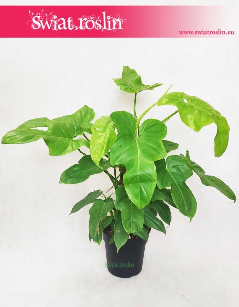 Philodendron Bipennifolium Yellow Violin, Philodendron Bipennifolium Aurea, Filodendron Yellow Violin, Filodendron Aurea