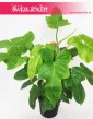 Filodendron Yellow Violin, Filodendron Aurea