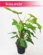 Filodendron Yellow Violin sklep Kraków, Filodendron Aurea Kraków sklep online