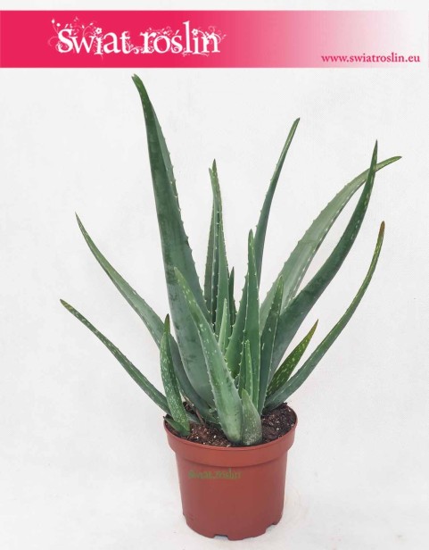 Aloes, Aloes zwyczajny, Aloes Barbadensis, Aloe Vera Barbadensis, Alona Barbadoska, Aloes Vera, Aloe Vera sklep online