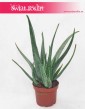 Aloes, Aloes zwyczajny, Aloes Barbadensis, Aloe Vera Barbadensis, Alona Barbadoska, Aloes Vera, Aloe Vera sklep online