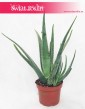 Aloes, Aloes zwyczajny, Aloe Vera Barbadensis, Aloe Vera sklep z roślinami Kraków