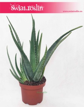 Aloes, Aloes zwyczajny, Aloe Vera Barbadensis, Aloe Vera sklep online internetowy wysyłka