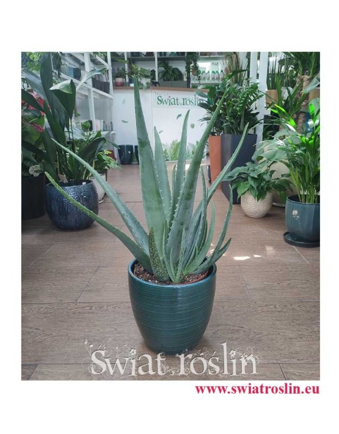 Aloes, Aloes zwyczajny, Aloe Vera Barbadensis modne rośliny sklep online wysyłka, Aloe Vera,