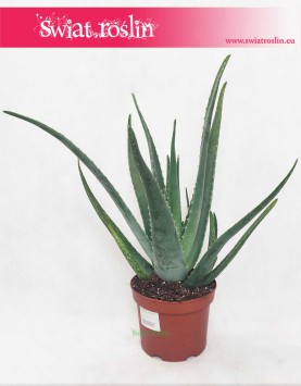 Aloes sklep online internetowy wysyłka roslin, Aloes zwyczajny, Aloe Vera Barbadensis, Aloe Vera