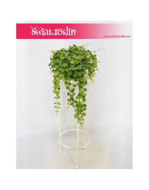 Dischidia Okrągłolistna, Dischidia Nummuralia, Guzikowa roślina 1