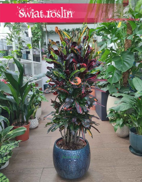 Duży Kroton Mammi, Wielki Croton Mammi, Trójskrzyn, Codiaeum, Kroton