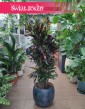 Duży Kroton Mammi, Wielki Croton Mammi, Trójskrzyn, Codiaeum, Kroton sklep z rożlinami online