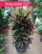 Duży Kroton Mammi sklep Kraków, Wielki Croton Mammi, Trójskrzyn duże rosliny Kraków, Codiaeum, Kroton