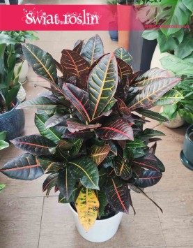 Kroton Petra sklep z roslinami w Krakowie, Croton Petra, Croton, Trójskrzyn, Codiaeum