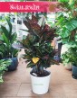 Kroton Petra sklep wysyłka roslin, Croton Petra, Croton, Trójskrzyn, Codiaeum