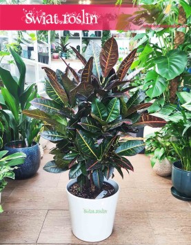 Kroton Petra sklep online, Croton Petra, Croton, Trójskrzyn, Codiaeum