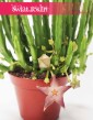 Stapelia Divaricata, Gwiazda Szeryfa, Zamszyca, Brudnota, sklep z roślinami internetowy online wysyłka