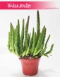 Stapelia Divaricata sklep wysyłka roślin, Gwiazda Szeryfa, Zamszyca, Brudnota,