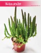 Stapelia Divaricata sklep Kraków, Gwiazda Szeryfa, Zamszyca sklep online z roślinami Brudnota,