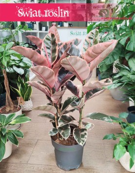 Ficus Elastica Belize internetowy sklep z roślinami online, Fikus Elastica Belize, Fikus Sprężysty belize
