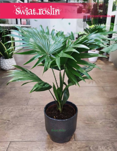 Palma Okrągłolistna sklep w krakowie online, Livistona Rotundifolia , Livistona Okrągłolistna, Saribus Rotundifolius