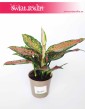 Aglaonema Point Star, Aglonema Point Star sklep w Krakowie online