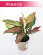 Aglaonema Point Star, Aglonema Point Star