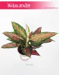 Aglaonema Point Star, Aglonema Point Star rosliny sklep online wysyłka