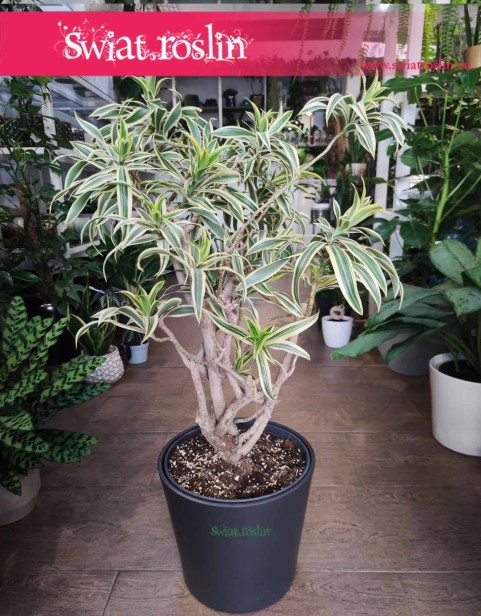 Dracena Reflexa Song of India, Dracaena Reflexa Song of India, Pleomele Reflexa, Dracena Odwrócona