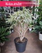 Dracena Reflexa Song of India, Dracaena Reflexa Song of India sklep z roślinami online, Pleomele Reflexa,