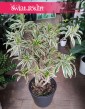 Dracena Reflexa Song of India modne rośliny sklep, Dracaena Reflexa Song of India, Pleomele Reflexa,