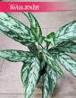 Aglaonema Silver Queen Compacta, Aglonema Silver Queen Zwarta sklep z roślinami Kraków
