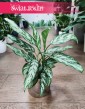 Aglaonema Silver Queen Compacta, Aglonema Silver Queen Zwarta modne rośliny sklep online