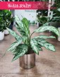 Aglaonema Silver Queen Compacta, Aglonema Silver Queen Zwarta internetowy sklep z roślinami online