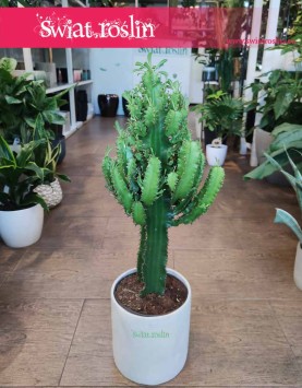 Wilczomlecz, Euphorbia Erytrea, rośliny doniczkowe sklep online internetowy