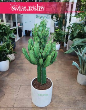 Wilczomlecz, Euphorbia Erytrea