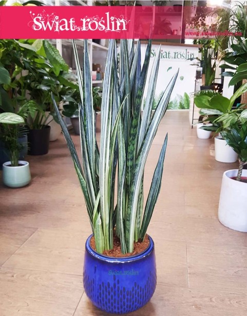 Wielka Sansevieria Bantel, Duża Sansewieria Bantel, Wielka Sansewiera Bantel, Duża Sanseviera Bantel, Wężownica.