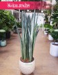 Wielka Sansevieria Bantel, Duża Sansewieria Bantel, Wielka Sansewiera Bantel, Duża Sanseviera Bantel. Sklep z roślinami