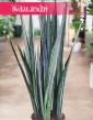 Wielka Sansevieria Bantel, Duża Sansewieria Bantel, Wielka Sansewiera Bantel. rośliny doniczkowe sklep online