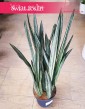 Wielka Sansevieria Bantel, Duża Sansewieria Bantel, Wielka Sansewiera Bantel, Duża Sanseviera Bantel. Duże rośliny sklep online