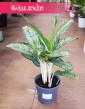Aglaonema Royal Diamond, Aglonema Royal Diamond sklep z roślinami w Krakowie