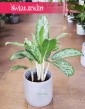 Aglaonema Royal Diamond, Aglonema Royal Diamond sklep z roślinami online