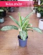 Aglaonema Royal Diamond, Aglonema Royal Diamond modne rośliny sklep internetowy online
