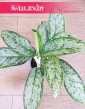 Aglaonema Royal Diamond, Aglonema Royal Diamond ineternetowy sklep z roślinami online wysyłka