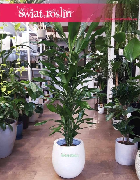 Dracena Fragrans Burundii , Dracaena Fragrans Burundii,