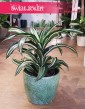 Dracena Fragrans Jade Jewel, Dracaena Fragrans Jade Jewel, Dracena Jadeitowy Klejnot