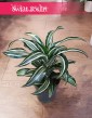Dracena Fragrans Jade Jewel, Dracaena Fragrans Jade Jewel, Dracena Jadeitowy Klejnot sklep z roslinami online