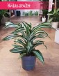 Dracena Fragrans Jade Jewel, Dracaena Fragrans Jade Jewel, Dracena Jadeitowy Klejnot internetowy sklep