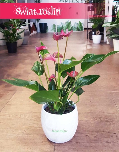 Anthurium Karma Purple, Anturium Karma Purple, Kitnia.