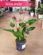 Anthurium Karma Purple, Anturium Karma Purple, Kitnia, modne rośliny sklep internetowy online