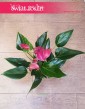 Anthurium Karma Purple sklep online, Anturium Karma Purple, Kitnia.